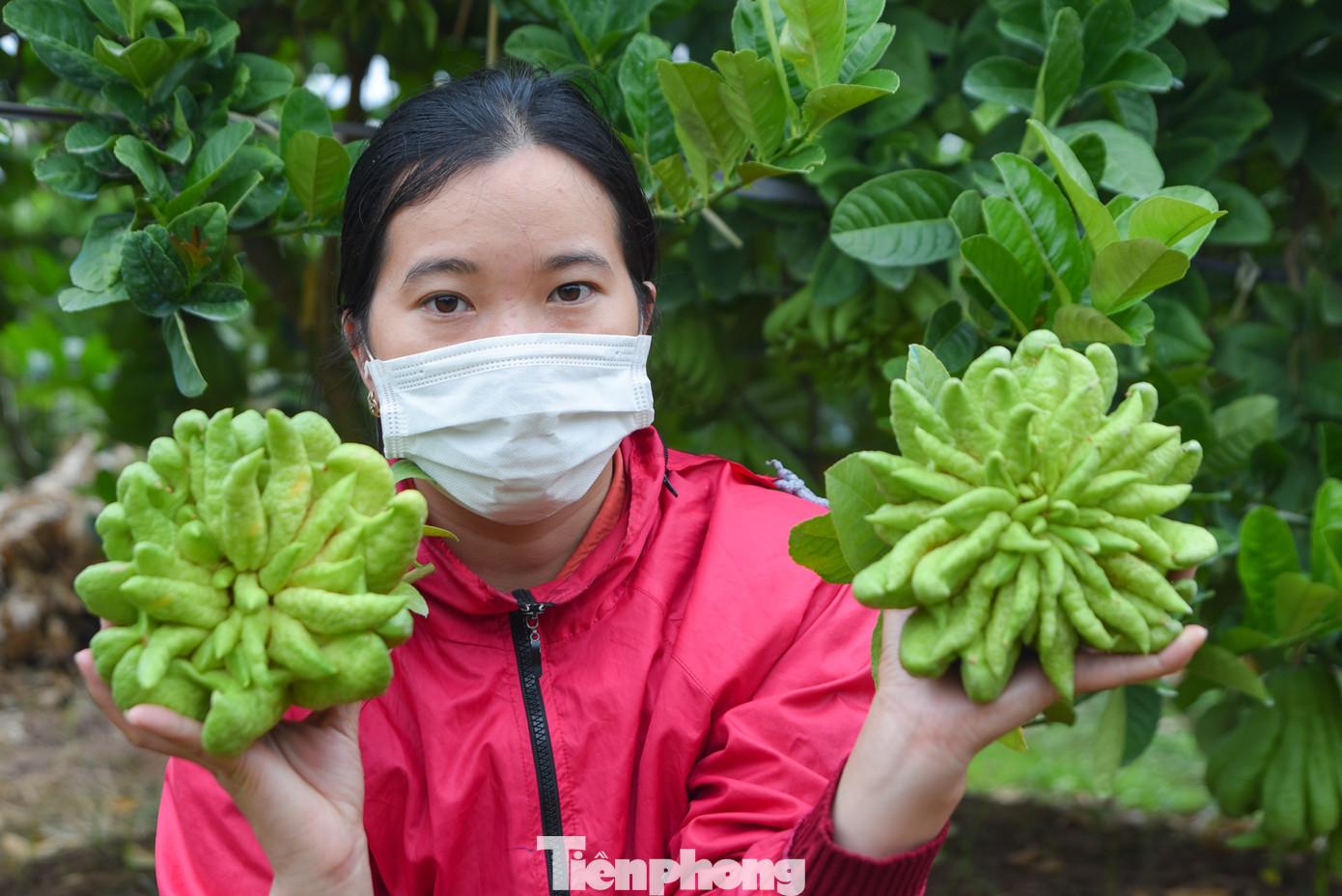Những quả phật thủ càng giống bàn tay Phật có các ngón tay đều nhau, có độ xanh, bóng thì càng nhiều người ưa chuộng và bán được giá rất cao.
