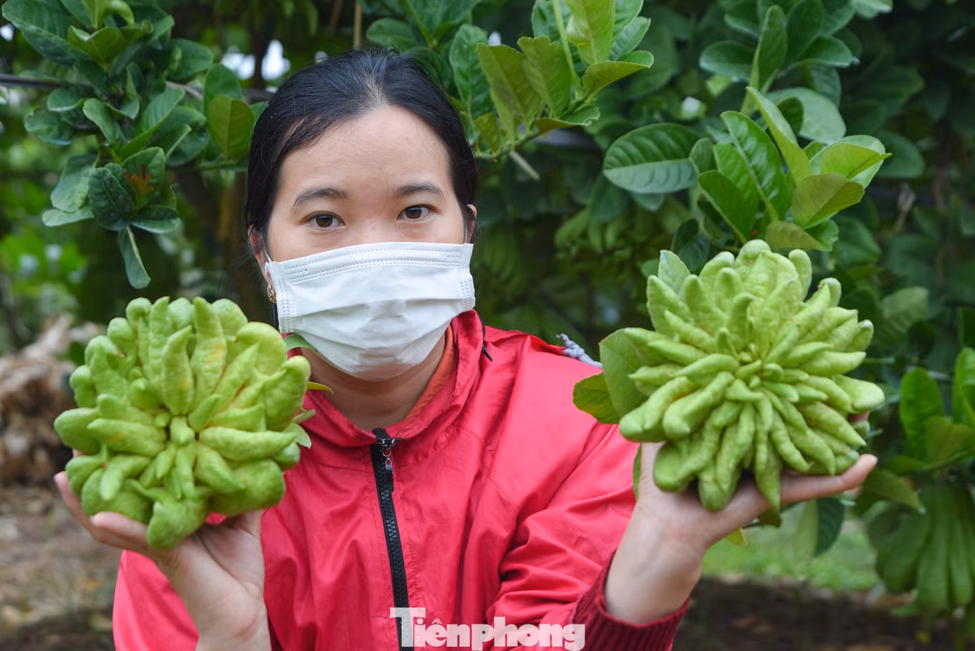 Những quả phật thủ càng giống bàn tay Phật có các ngón tay đều nhau, có độ xanh, bóng thì càng nhiều người ưa chuộng và bán được giá rất cao.