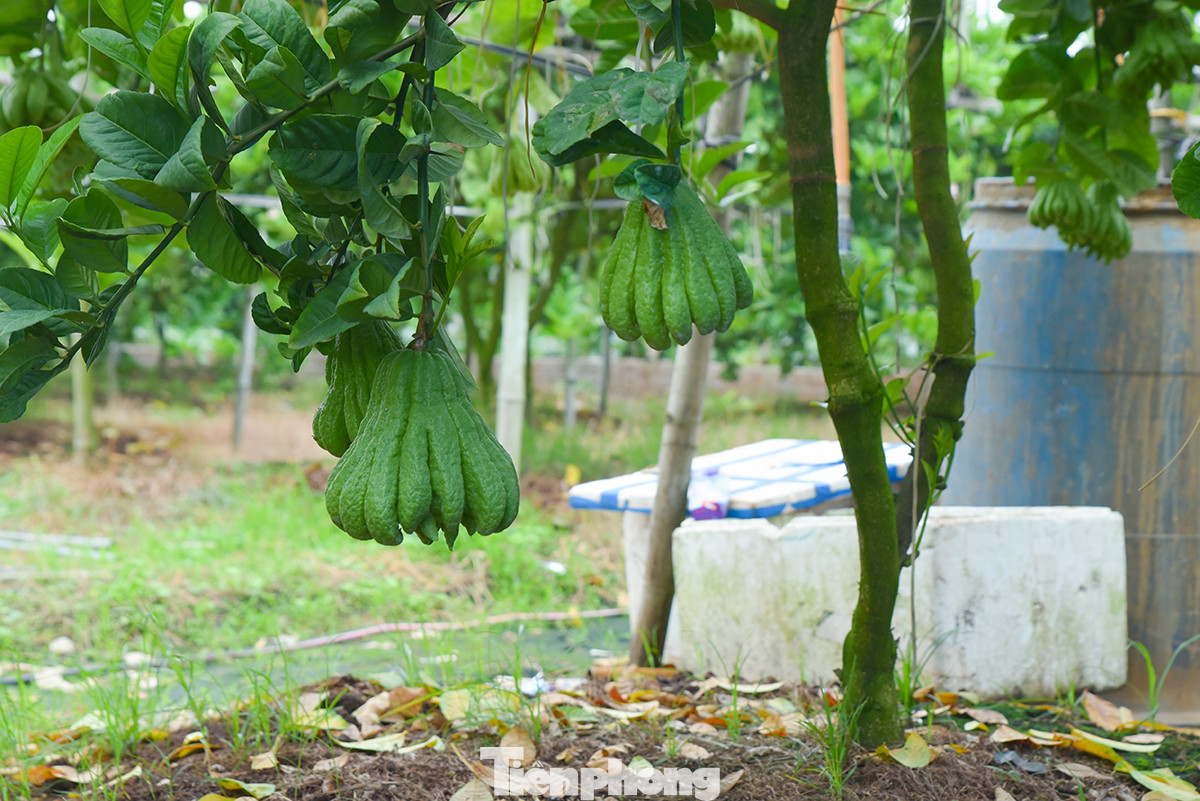 Phật thủ Đắc Sở đã giúp cho các nông dân ở đây đổi đời, dịp Tết, nhiều hộ đã có doanh thu vài chục triệu đến hàng trăm triệu, có hộ lên đến bạc tỷ mỗi năm.