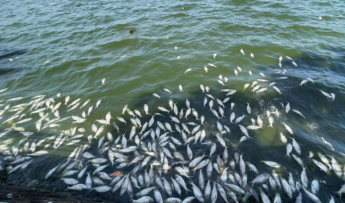 Những ngày qua, cá chết nổi trắng mặt Hồ Tây (Hà Nội) gây ô nhiễm môi trường, ảnh hưởng đến sức khỏe người dân. Những ngày qua, cá chết nổi trắng mặt Hồ Tây (Hà Nội) gây ô nhiễm môi trường, ảnh hưởng đến sức khỏe người dân.