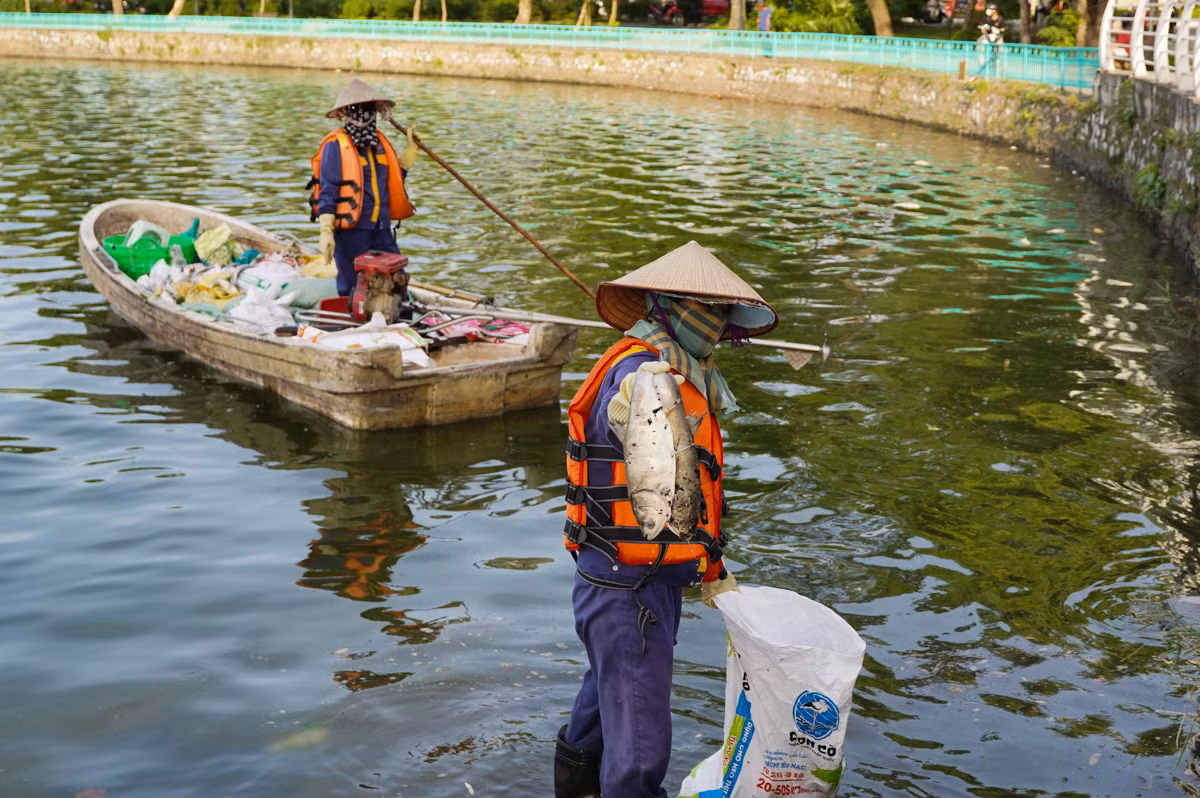Công nhân môi trường dùng xuồng di chuyển ven bờ để vớt cá và dọn cả rác trôi dạt.