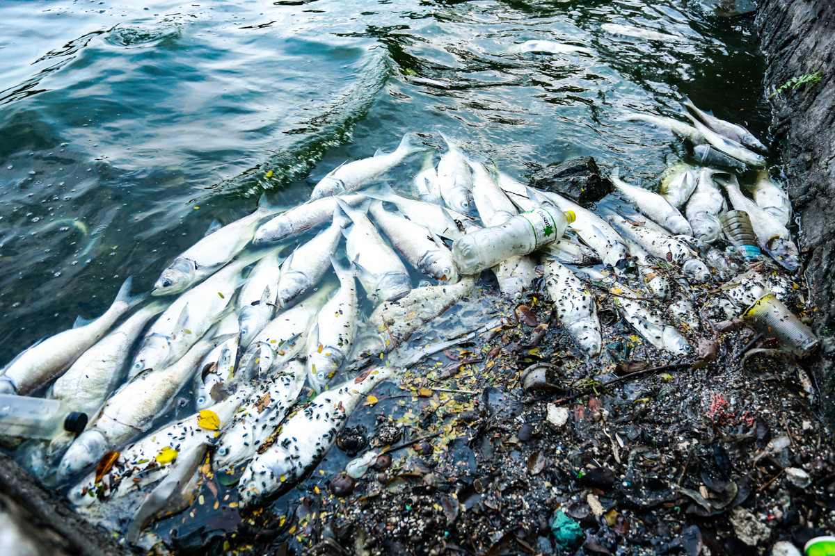 Trao đổi với PV báo Tiền Phong, đại diện Ban Quản lý Hồ Tây (quận Tây Hồ, Hà Nội) cho biết, hiện tượng cá chết trôi dạt vào Hồ Tây là do thời tiết chuyển mùa và thường xảy ra mỗi năm. Ngay khi nhận được phản ánh, Ban Quản lý đã chỉ đạo Xí nghiệp thoát nước môi trường số 1 khẩn trương thu gom và xử lý tình trạng này. Trao đổi với PV báo Tiền Phong, đại diện Ban Quản lý Hồ Tây (quận Tây Hồ, Hà Nội) cho biết, hiện tượng cá chết trôi dạt vào Hồ Tây là do thời tiết chuyển mùa và thường xảy ra mỗi năm. Ngay khi nhận được phản ánh, Ban Quản lý đã chỉ đạo Xí nghiệp thoát nước môi trường số 1 khẩn trương thu gom và xử lý tình trạng này.