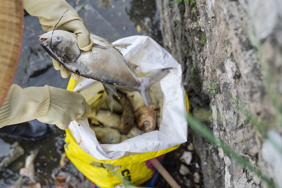 Sau khi được vớt lên, cá chết sẽ được chuyển đi xử lý theo đúng quy định. Sau khi được vớt lên, cá chết sẽ được chuyển đi xử lý theo đúng quy định.