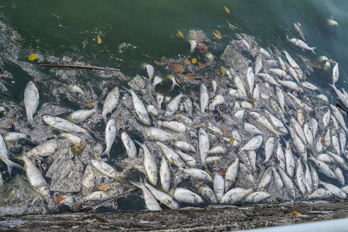 Nhiều khu vực vẫn còn tình trạng cá chết nổi trắng mặt nước. Nhiều khu vực vẫn còn tình trạng cá chết nổi trắng mặt nước.