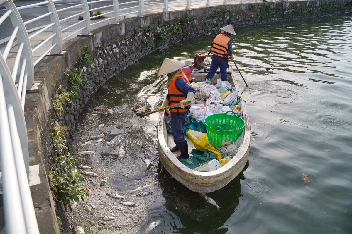 Ghi nhận tại khu vực dọc đường Nguyễn Đình Thi chiều 24/10, công nhân môi trường đang tích cực vớt cá chết.