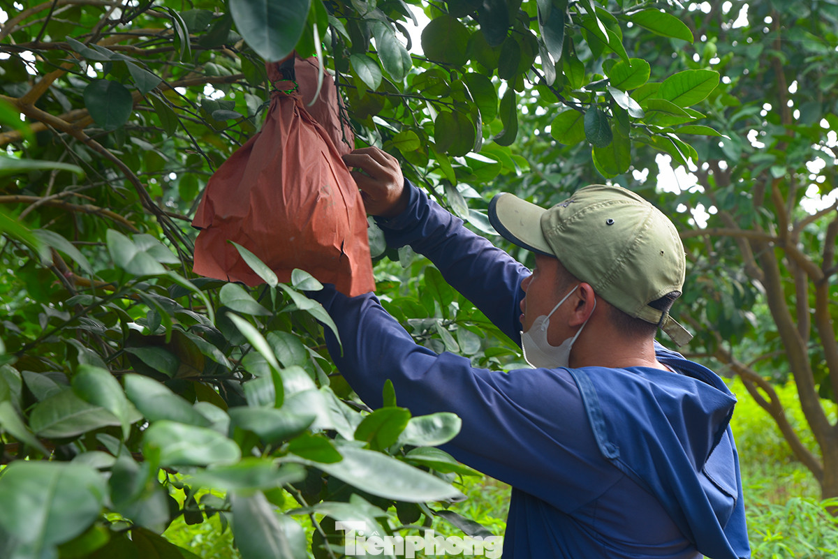 Các hộ trồng bưởi đỏ thường xuyên ra vườn để kiểm tra chất lượng bưởi.