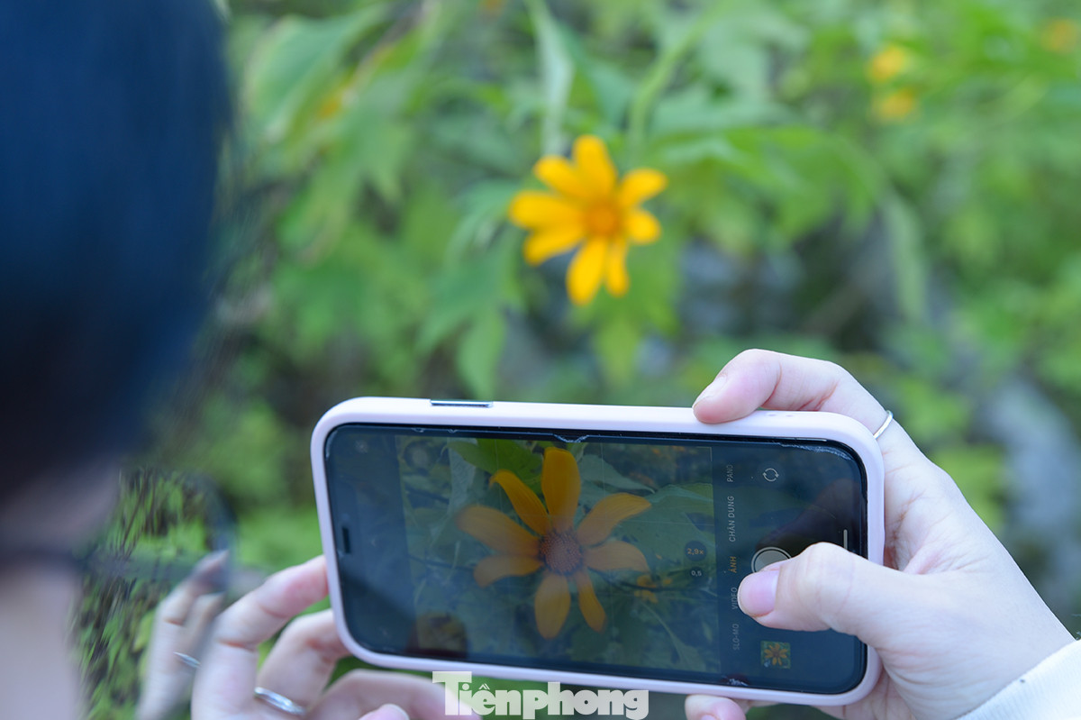 Dã quỳ ở Ba Vì hoa có kích cỡ lớn, cây khá thấp và khi lớp hoa này tàn sẽ có lớp hoa khác thay thế. Được biết, hoa chỉ nở rộ đẹp nhất trong khoảng hai tuần, dù thời gian không quá dài, hoa dã quỳ vẫn luôn thu hút rất đông giới trẻ Hà Nội tìm đến tham quan, chụp ảnh.