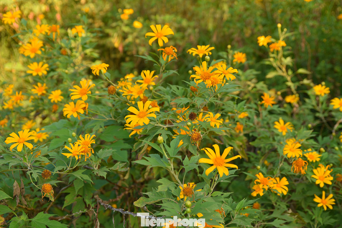 Đường lên Ba Vì tràn ngập tràn ánh nắng, và cuốn hút hơn cả là sắc vàng của dã quỳ.