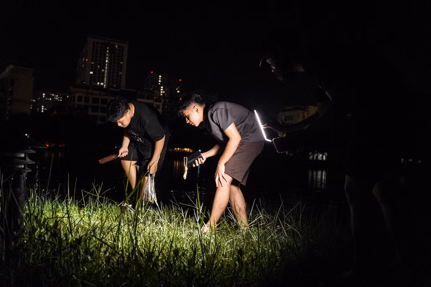 Người dân dùng đèn pin soi tìm cá ngay trên các bụi cỏ trong công viên.