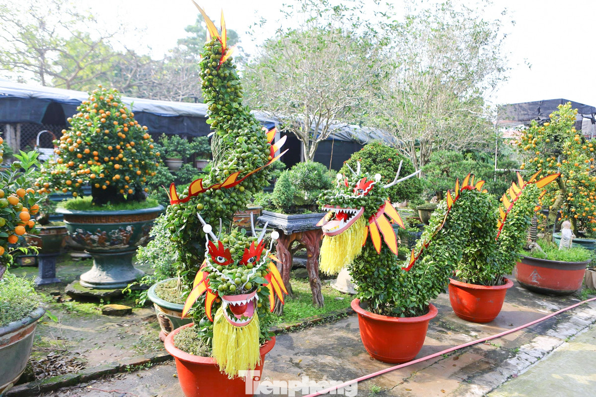 Quất ghép dáng hình linh vật rồng độc đáo khiến cho không khí Tết trở nên đặc biệt. Quất ghép dáng hình linh vật rồng độc đáo khiến cho không khí Tết trở nên đặc biệt.