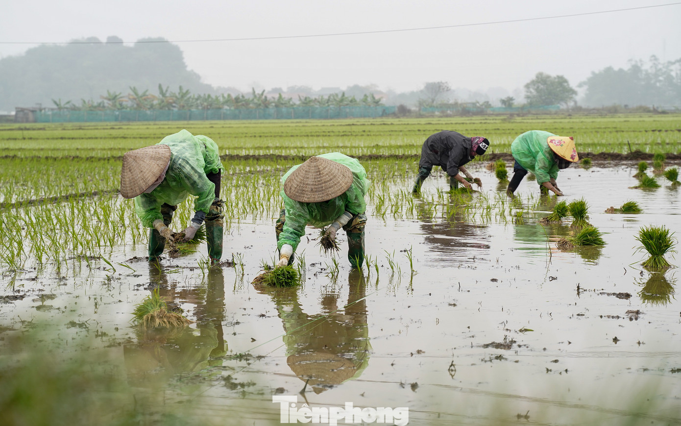 Những người nông dân bì bõm cấy lúa.