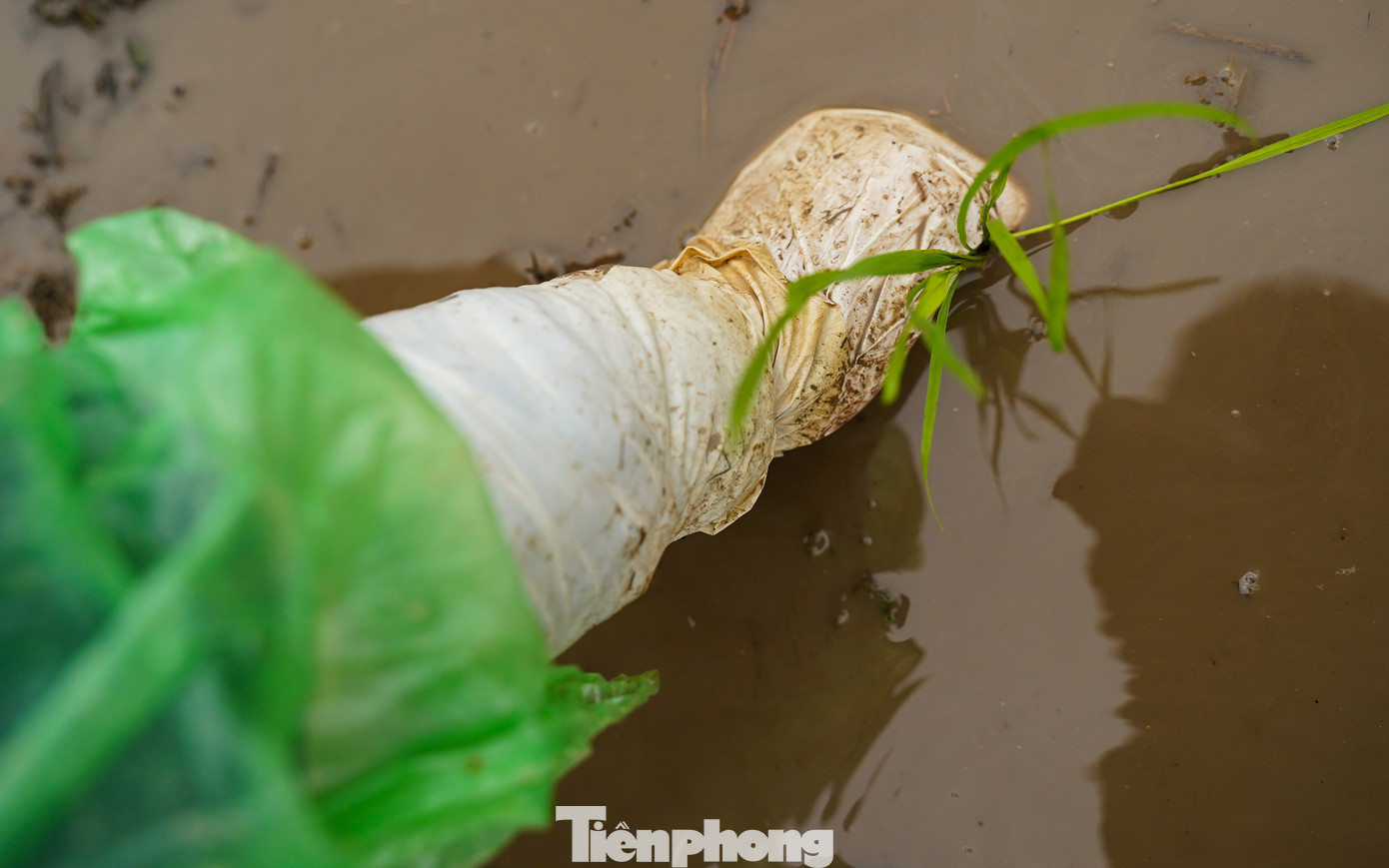 Để có những cây lúa khỏe mạnh, nông dân cần chú ý kỹ lưỡng trong quá trình cấy lúa.