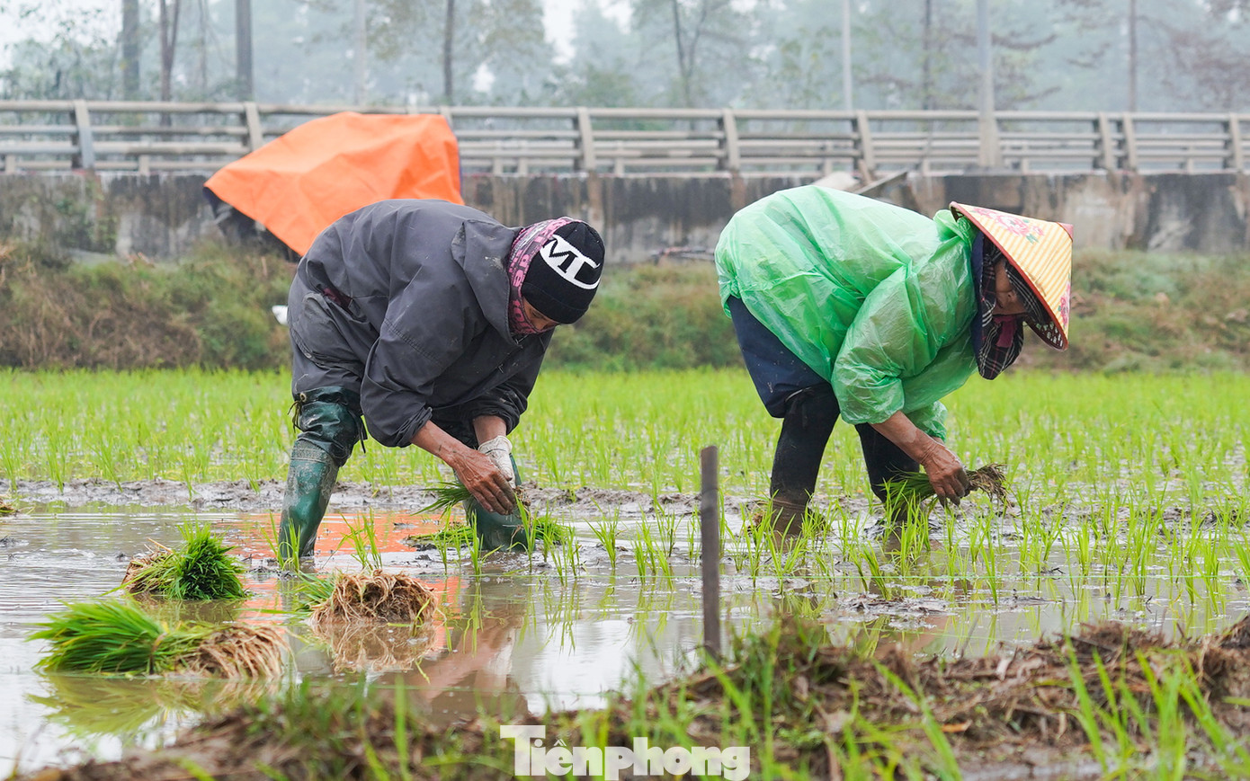 Những người nông dân bì bõm cấy lúa.