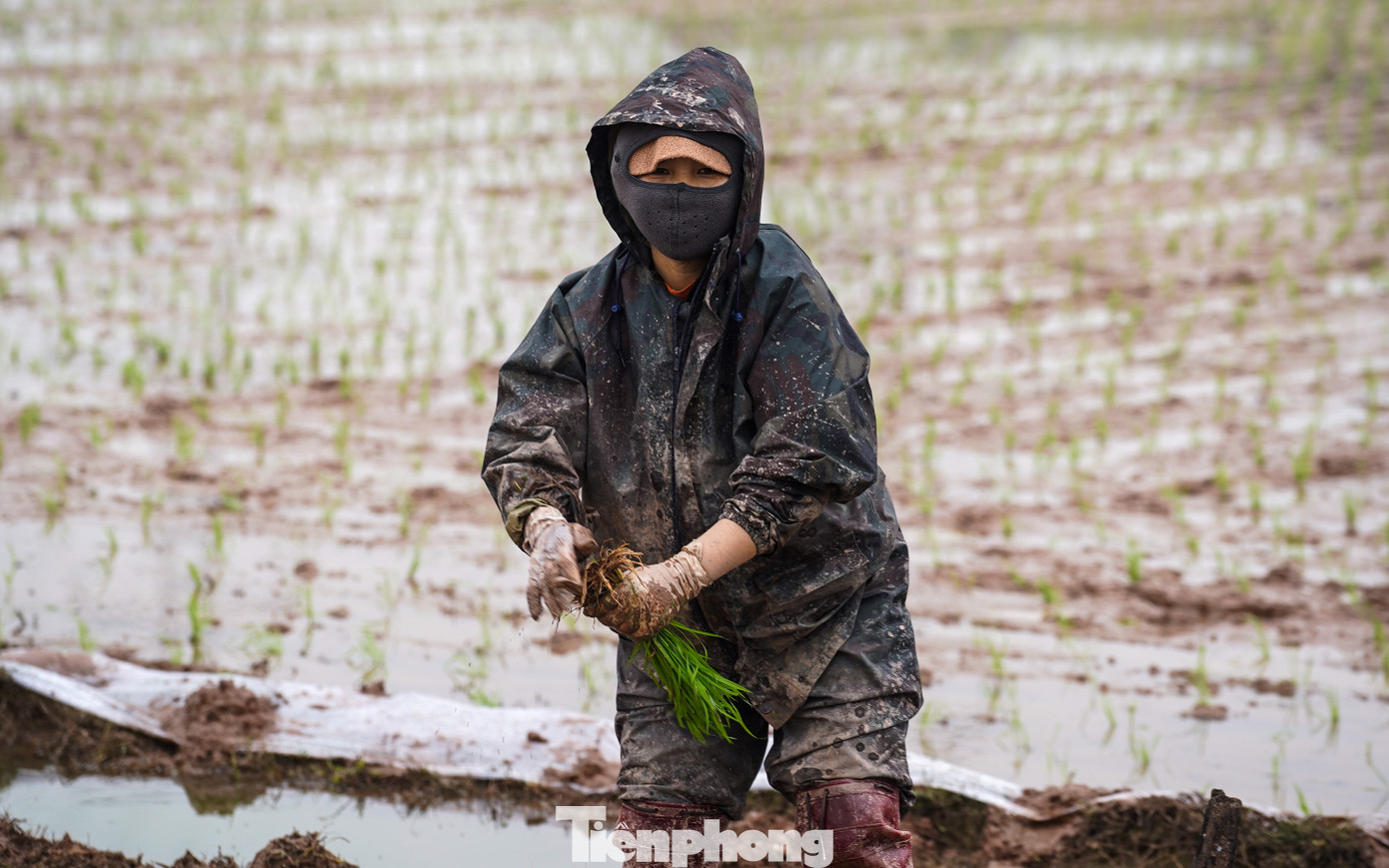 Cô Nguyễn Thị Loan lấm lem bùn đất sau buổi sáng cấy lúa, cô cho biết, cô là người huyện khác xuống Quốc Oai để cấy lúa thuê. &quot;Một công buổi sáng của tôi là 500 nghìn đồng. Tuy vất vả nhưng có tiền để lo cho gia đình và trang trải cuộc sống. Tôi đã làm liên tục gần 1 tuần nay&quot;.