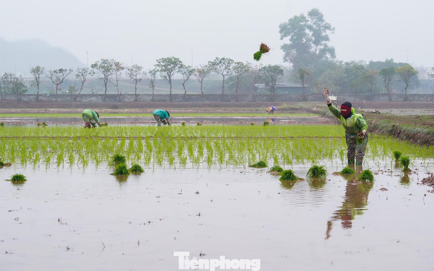 Trên khắp các cánh đồng ở huyện Quốc Oai (Hà Nội), đi đâu cũng dễ bắt gặp hình ảnh những người nông dân đang hăng hái xuống đồng để gieo cấy lúa vụ xuân, mặc gió rét, mưa phùn.