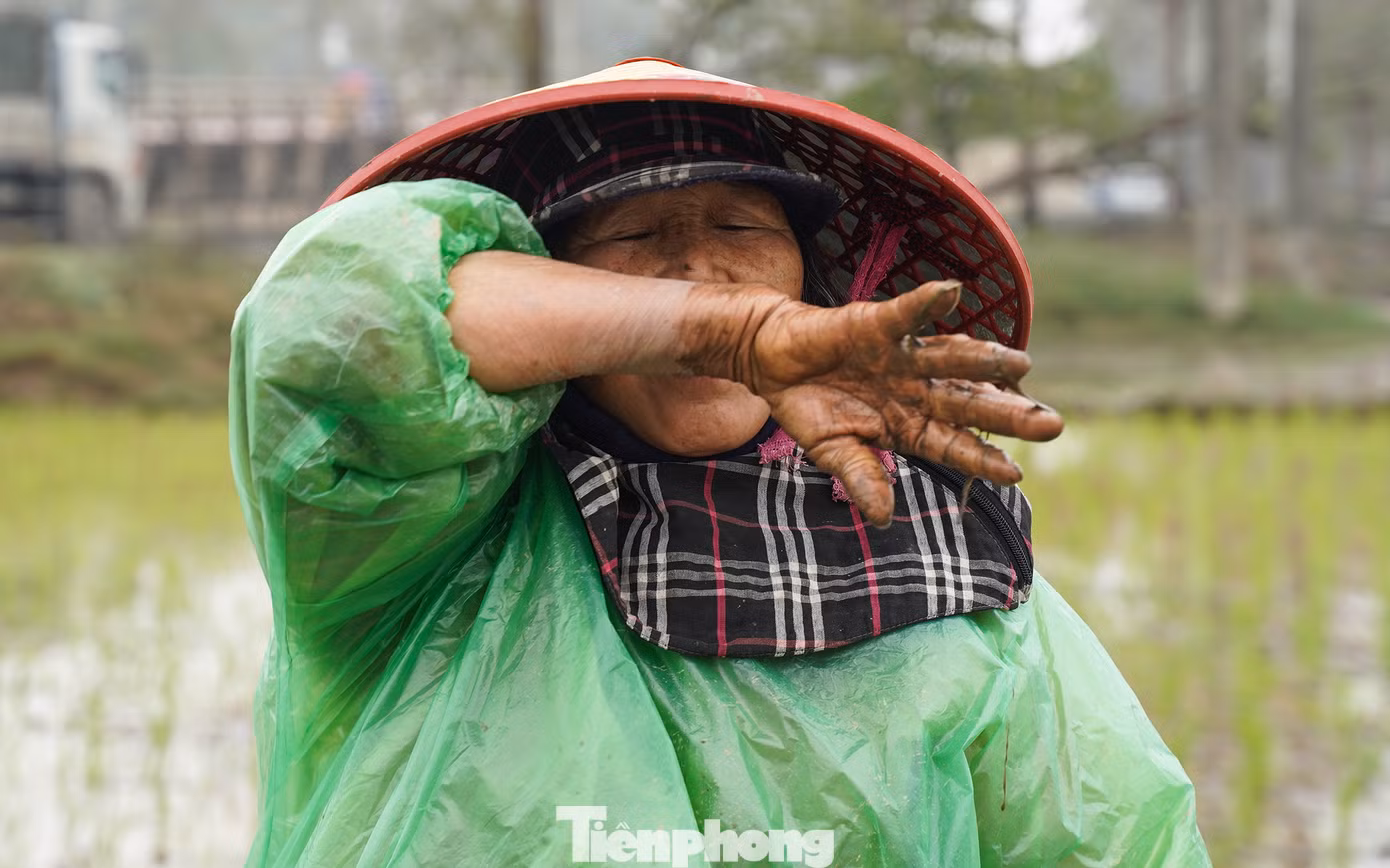 Sau nhiều tiếng làm việc liên tục, nông dân cũng thấm mệt và lau giọt mồ hôi dù thời tiết lạnh.