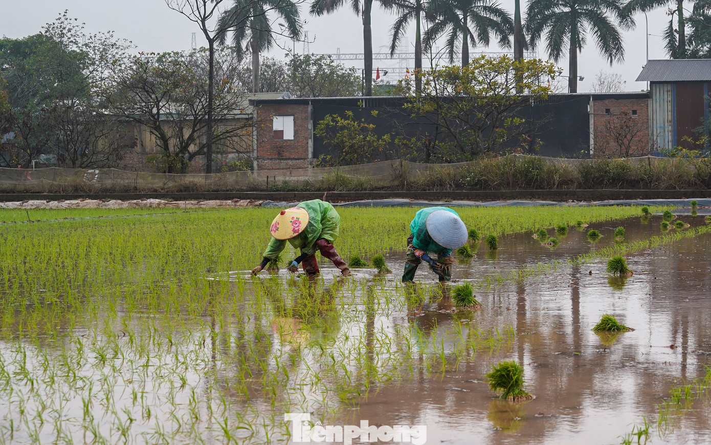 Chỉ sau vài tiếng, màu xanh của lúa đã phủ kín khắp các sào ruộng được cấy.