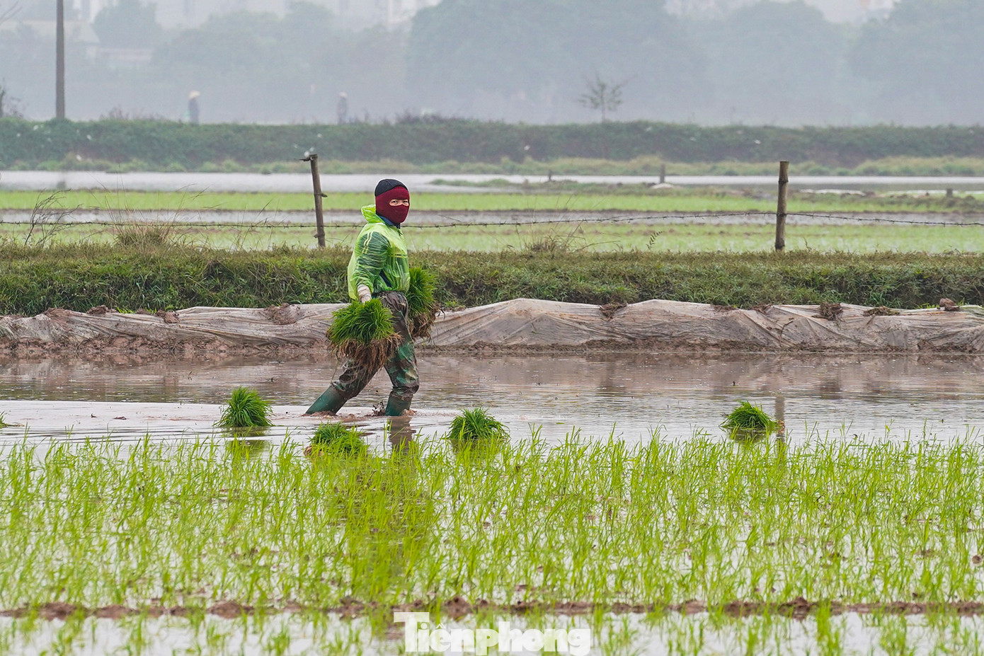 Người dân trải đều mạ non trải đều mặt ruộng trước khi cấy.