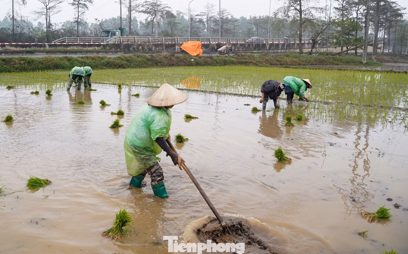 Để giữ ấm cơ thể, bà con nông dân khi xuống ruộng cấy mặc thêm cả áo mưa.