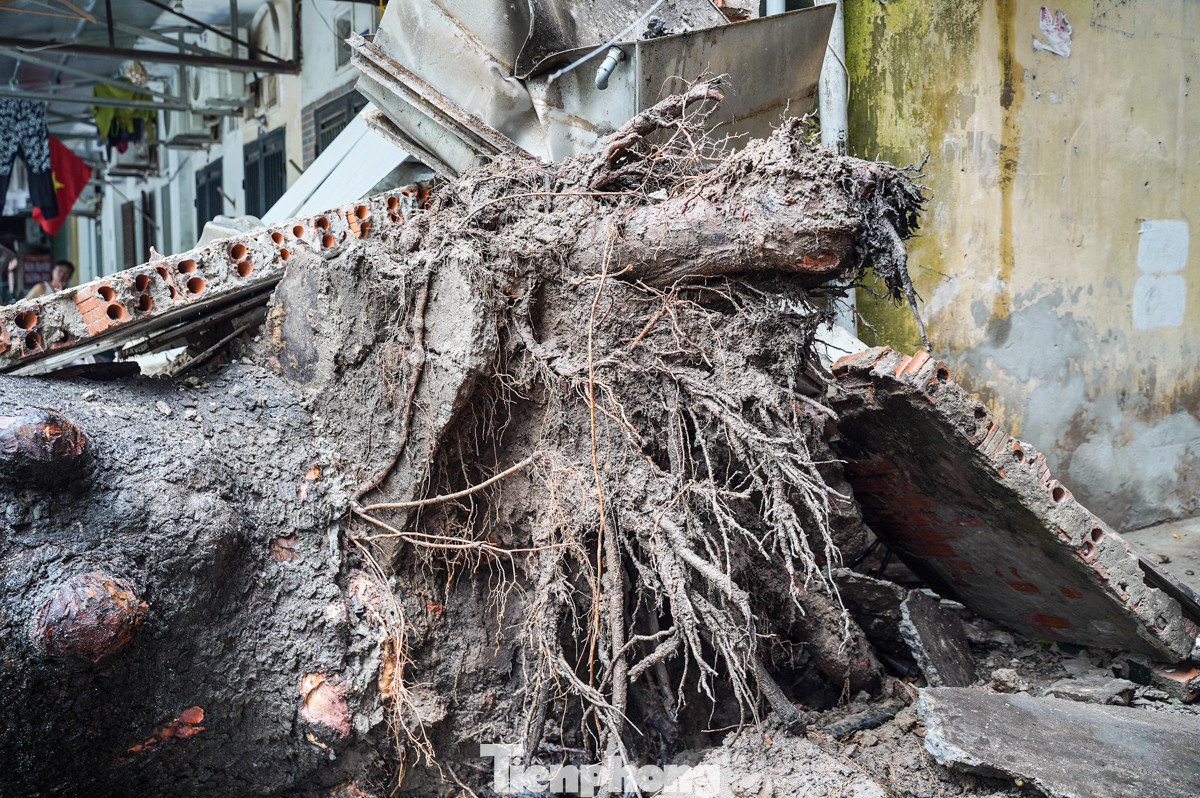 Bà Phạm Thị Lan (cư dân khu tập thể) cho biết, cây này đã có từ khi bà về đây ở cũng phải hơn 40 năm. "Khoảng 13h40, mưa ngớt cũng được một lúc thì cây đổ ầm xuống, may sao lúc đó người dân không ai ra sân", bà Lan nói thêm. Bà Phạm Thị Lan (cư dân khu tập thể) cho biết, cây này đã có từ khi bà về đây ở cũng phải hơn 40 năm. "Khoảng 13h40, mưa ngớt cũng được một lúc thì cây đổ ầm xuống, may sao lúc đó người dân không ai ra sân", bà Lan nói thêm.