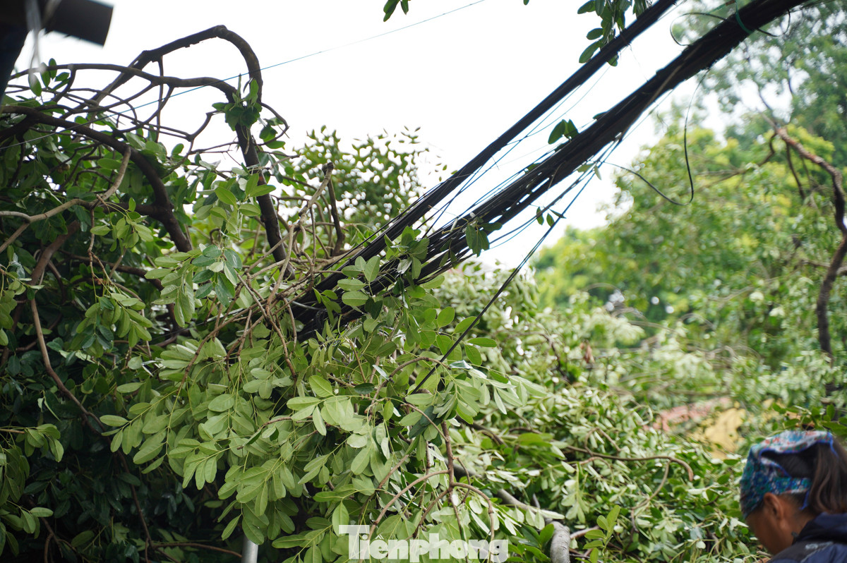 Cây đổ trúng đường dây điện và cáp viễn thông. Cây đổ trúng đường dây điện và cáp viễn thông.