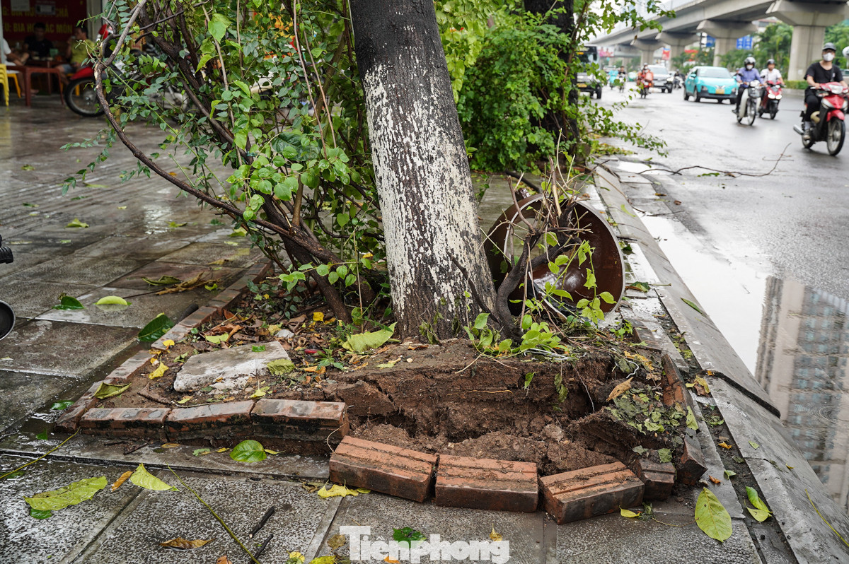 Một cây xanh khác trên đường Nguyễn Trãi đang trong tình trạng nguy hiểm, đã bật gốc và có thể đổ xuống bất cứ lúc nào nếu mưa lớn tiếp tục. Một cây xanh khác trên đường Nguyễn Trãi đang trong tình trạng nguy hiểm, đã bật gốc và có thể đổ xuống bất cứ lúc nào nếu mưa lớn tiếp tục.