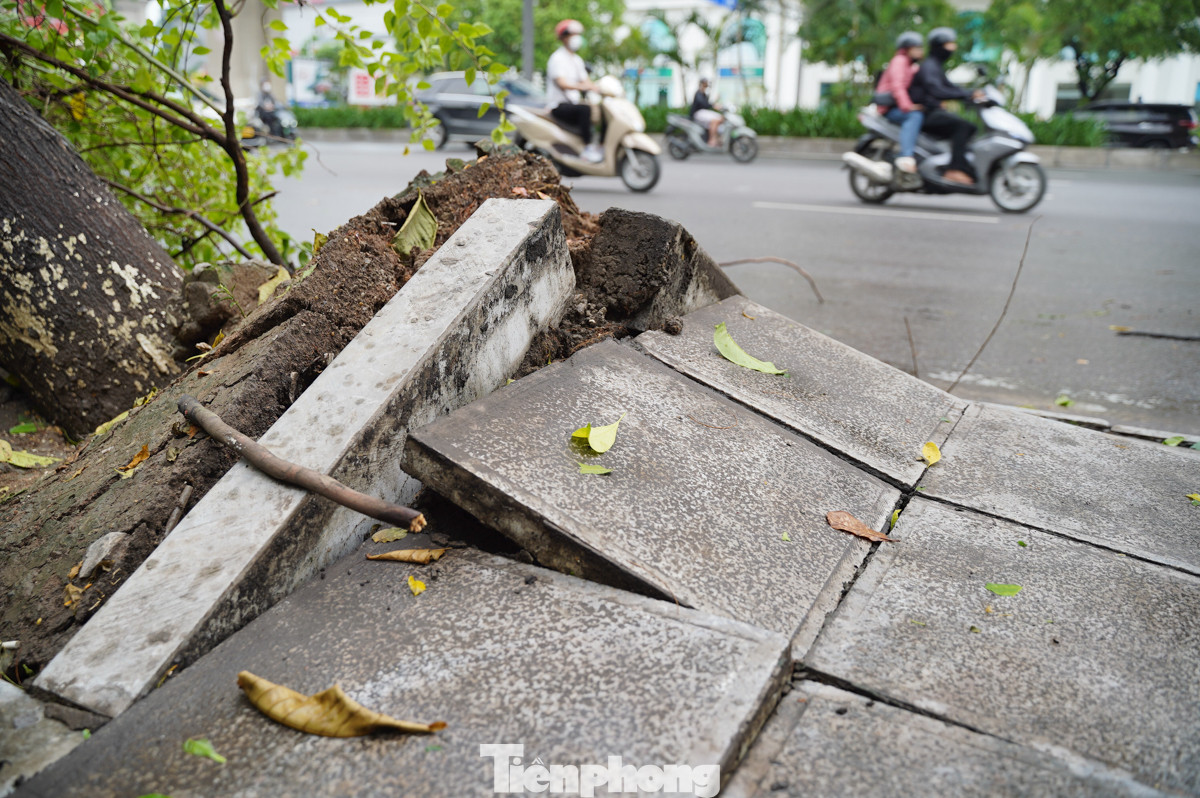 Một cây lớn đã bị bật gốc trên vỉa hè đường Nguyễn Trãi. Lực lượng chức năng đã nhanh chóng có có mặt để xử lý sự cố. Một cây lớn đã bị bật gốc trên vỉa hè đường Nguyễn Trãi. Lực lượng chức năng đã nhanh chóng có có mặt để xử lý sự cố.
