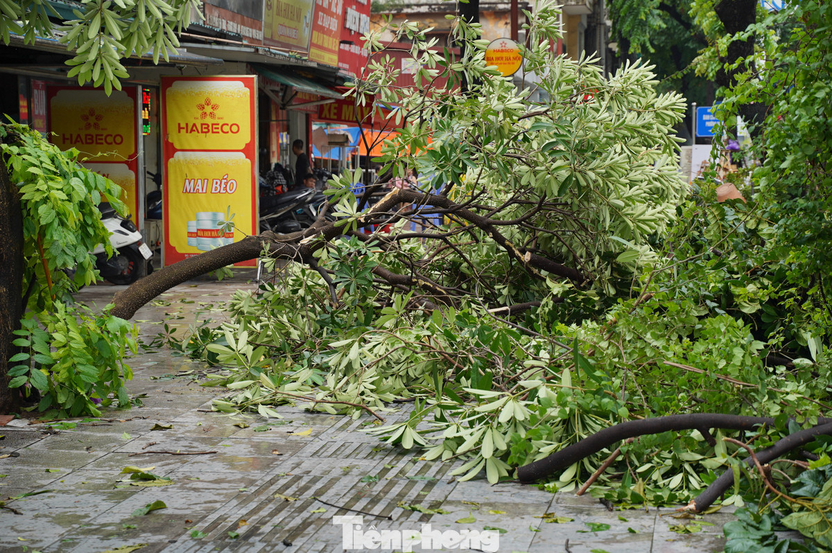 Rất nhiều cây xanh trên đường Nguyễn Trãi đã gãy đổ sau cơn mưa trưa nay. Rất nhiều cây xanh trên đường Nguyễn Trãi đã gãy đổ sau cơn mưa trưa nay.