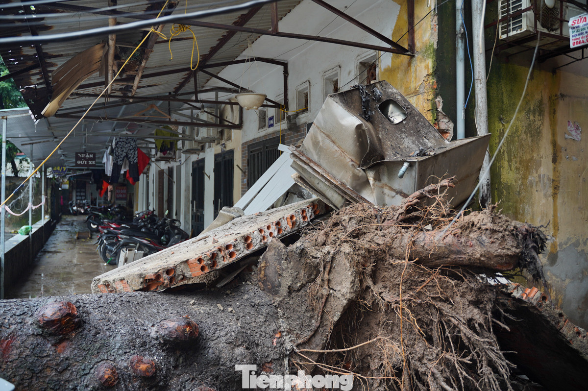 Gốc cây to đến mức chắn hết lối vào nhà dân trong khu tập thể. Gốc cây to đến mức chắn hết lối vào nhà dân trong khu tập thể.