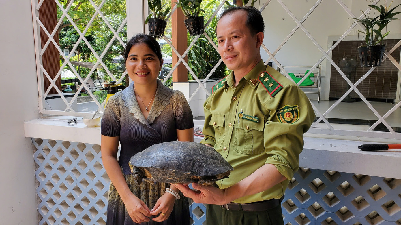 Chi cục Kiểm lâm TP.HCM đã tiếp nhận và đưa về cứu hộ 5 con rùa răng từ gia đình chị Lưu Thị Xuân Nữ Khải Hoàn (ở phường Tân Thuận Đông, quận 7). Ảnh: Chinh Hoàng