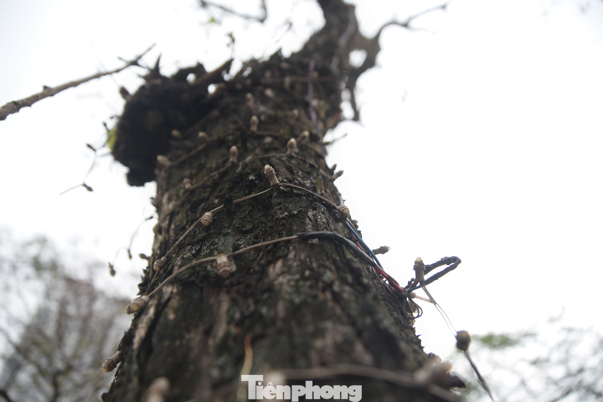 Không khó để bắt gặp những cây xanh với hàng chục vòng dây điện quấn quanh. Theo năm tháng những sợi dây điện này sẽ kìm hãm sự phát triển của cây.