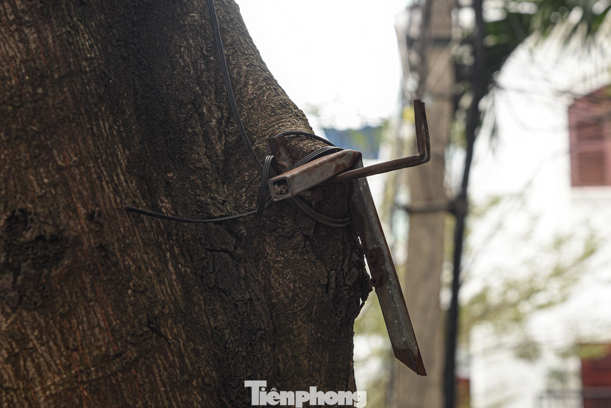 Tại phố Nguyễn Huy Thông, đủ mọi thứ từ dây chì, dây điện, chỗ cắm cờ... đều được đóng, quấn vào thân cây.