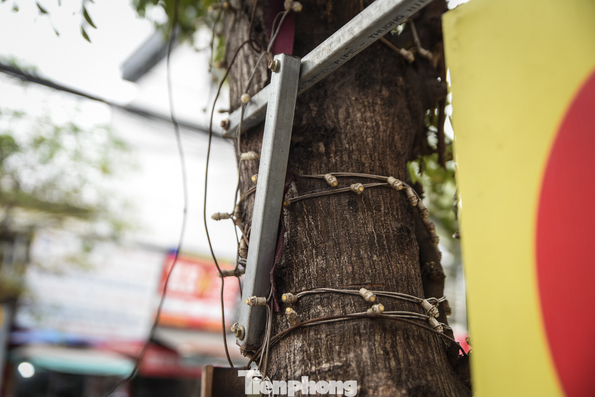 Tại phố Nguyễn Huy Thông, đủ mọi thứ từ dây chì, dây điện, chỗ cắm cờ... đều được đóng, quấn vào thân cây.