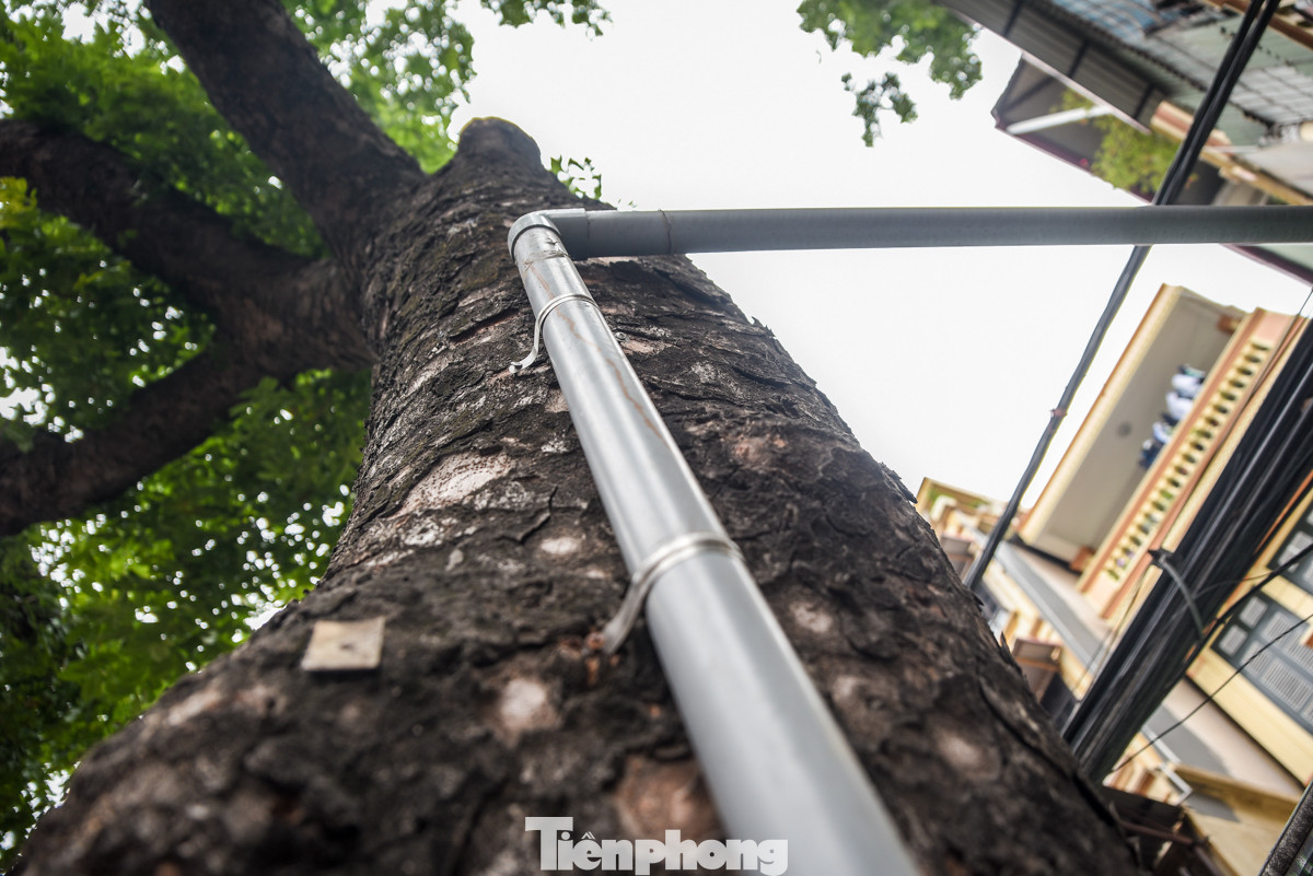 Thậm chí, có gia đình còn tận dụng cả thân cây xanh để đi đường ống nước.