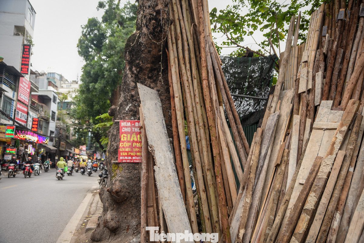 Đủ mọi thứ đồ được đóng, dán, bày xung quanh cây.