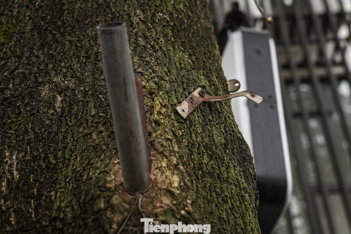 Tại phố Nguyễn Huy Thông, đủ mọi thứ từ dây chì, dây điện, chỗ cắm cờ... đều được đóng, quấn vào thân cây.