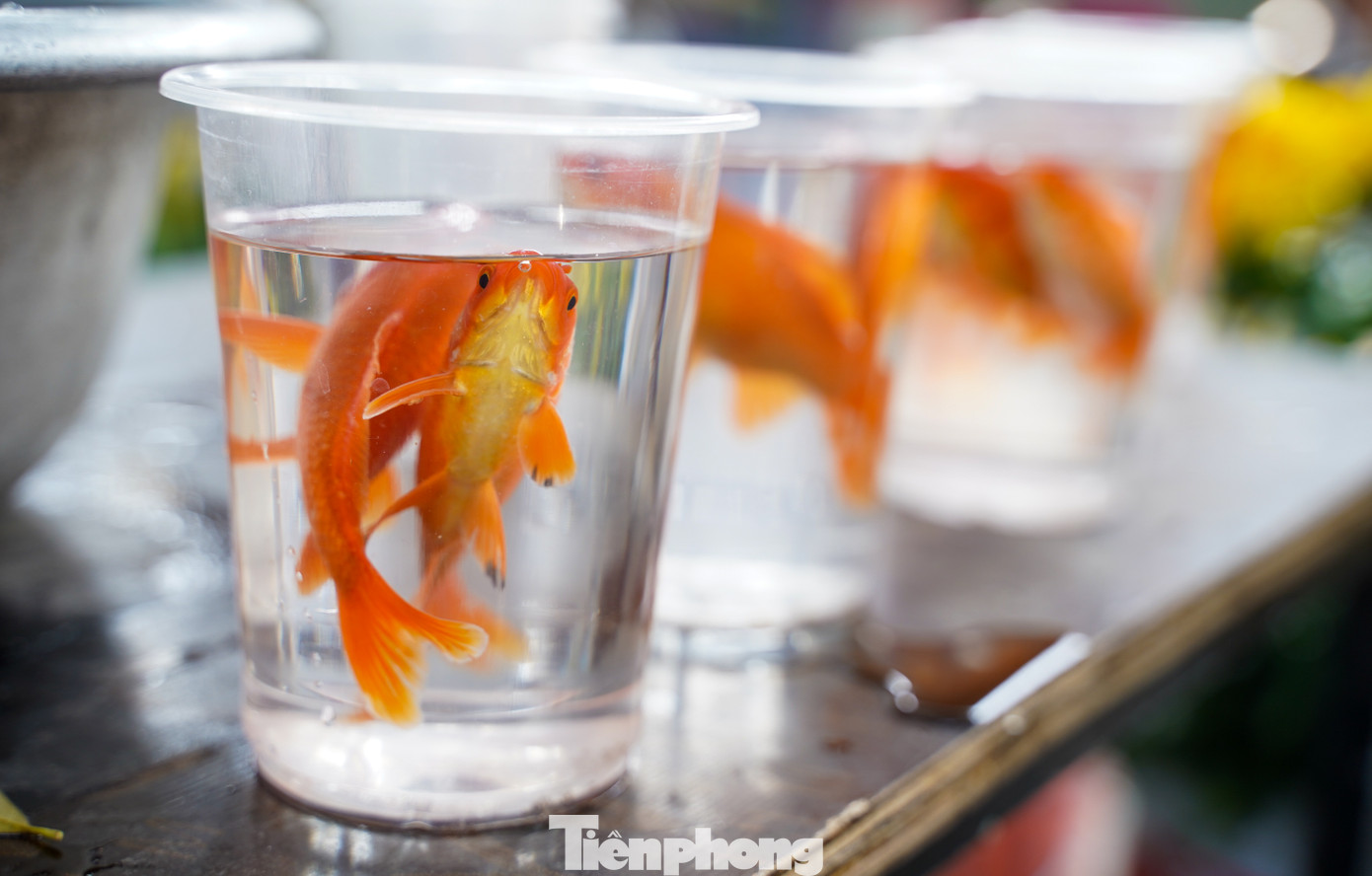 Các tiểu thương chia sẵn cá để thuận tiện bán cho khách hàng.