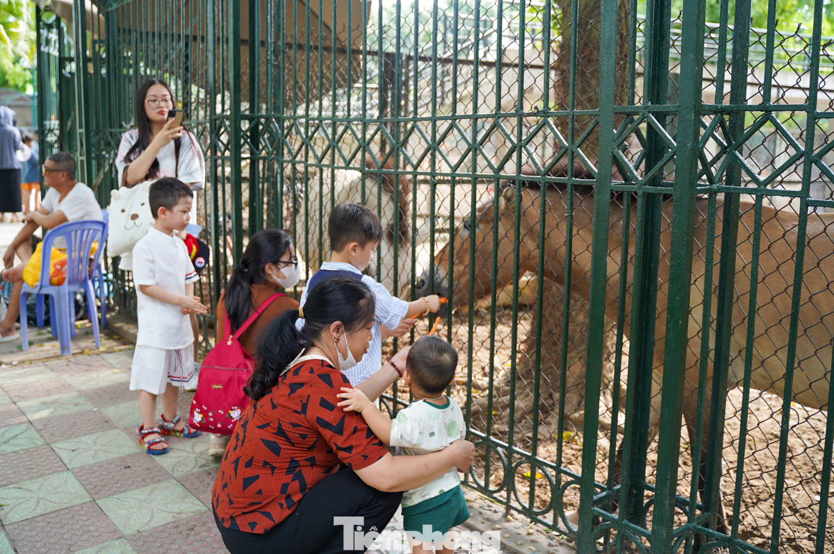 Các bạn nhỏ thích thú khi được tham quan trong công viên, cho động vật ăn...