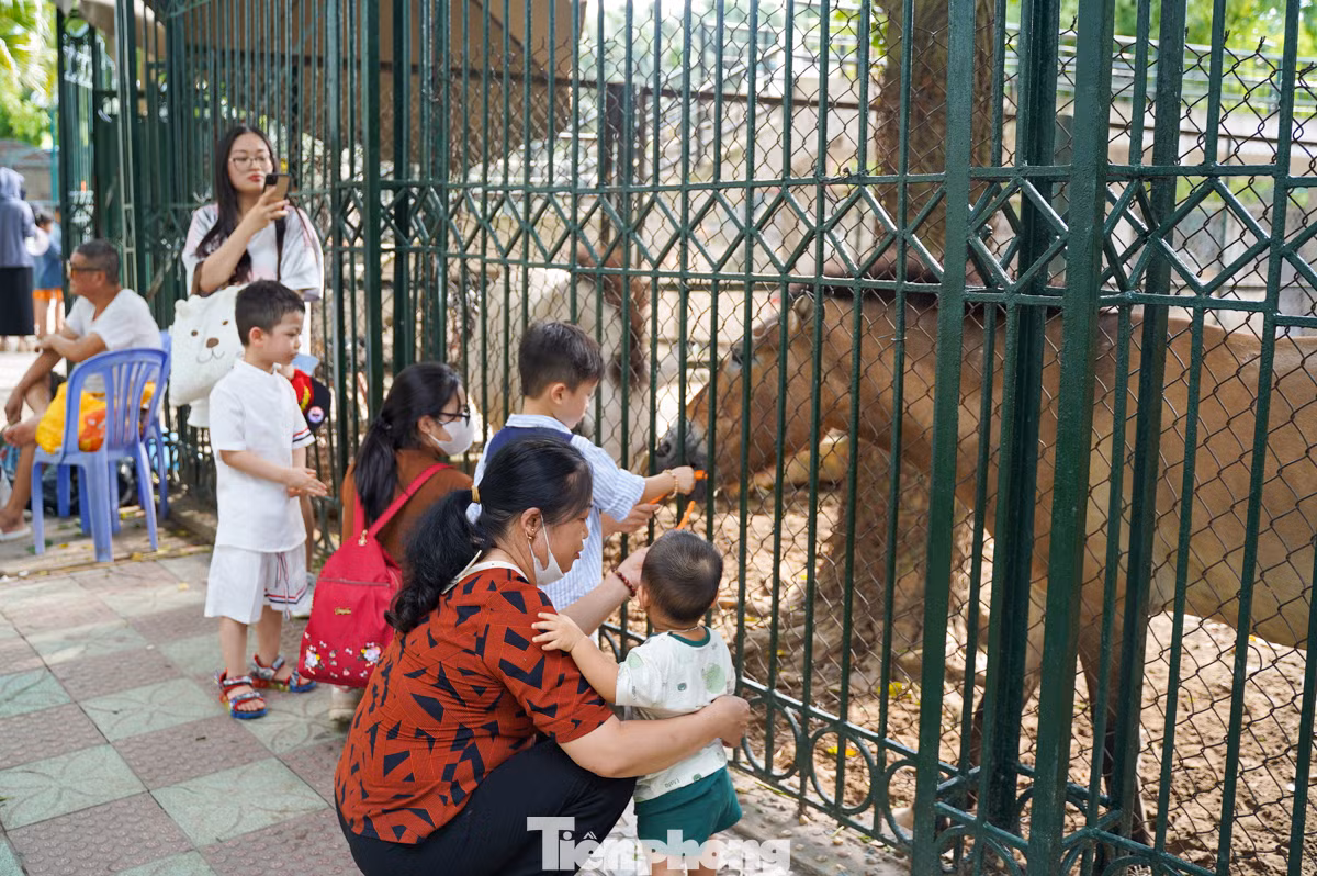 Các bạn nhỏ thích thú khi được tham quan trong công viên, cho động vật ăn...