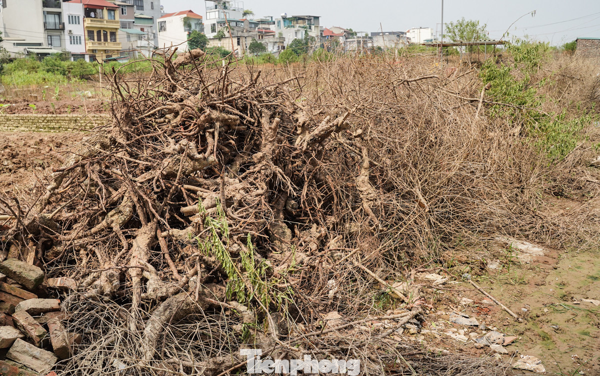 Những cành đào được chất chồng lên nhau như 'núi' để chờ đốt.