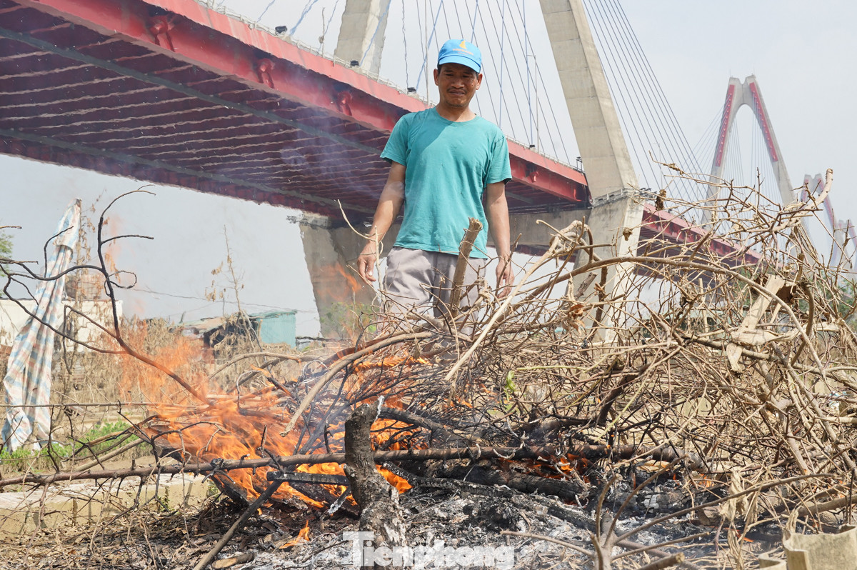 Nhìn vào từng cây đào bị thiêu trụi, anh Nguyễn Văn Sơn không khỏi xót xa bởi bao công sức của anh 'đổ sông đổ bể'. Anh Sơn cho biết, sau trận lũ lịch sử, vườn nhà anh chết hơn 80%, số còn sống thì cũng khó phát triển. "Tết năm nay coi như bỏ, giờ phải đốt, vệ sinh vườn và cải tạo đất để trồng lứa đào mới, mong rằng kịp cho năm sau nữa", anh Sơn nói thêm.
