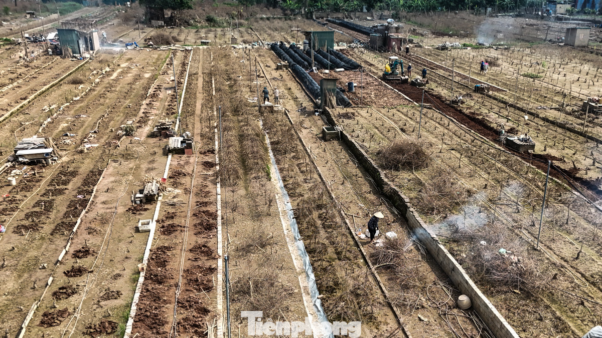 Nước lũ sông Hồng dâng cao khiến hàng chục hecta đào tại làng Nhật Tân (quận Tây Hồ, Hà Nội) bị "xóa sổ", không thể phục hồi. Người dân thiệt hại hàng trăm triệu đồng mỗi vườn.