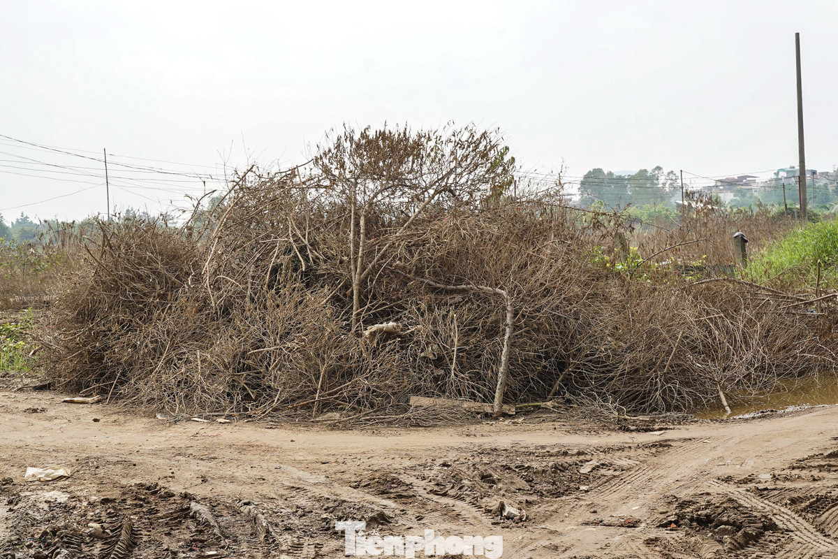 Những cành đào được chất chồng lên nhau như 'núi' để chờ đốt.