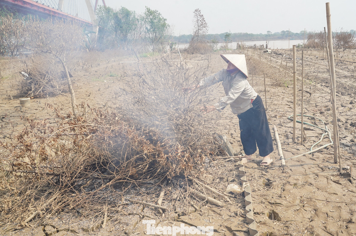 Ghi nhận PV Tiền Phong, sau gần 2 tuần nước rút, khung cảnh tại làng Nhật Tân bao trùm là khói của người dân mang cây đi đốt. Tiếng nổ lách tách của những cành cây khô báo hiệu một mùa đào tàn.