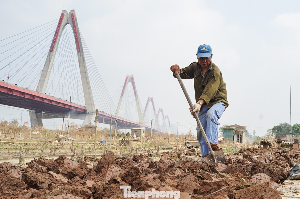 Ông Nguyễn Văn Mạnh cho biết: "Cơn bão đã cuốn trôi lớp phù sa màu mỡ, khiến đất đai trở nên cằn cỗi. Nhưng chúng tôi không nản lòng, mà cố gắng cày xới, bón phân, làm tơi đất để xây dựng lại làng đào".