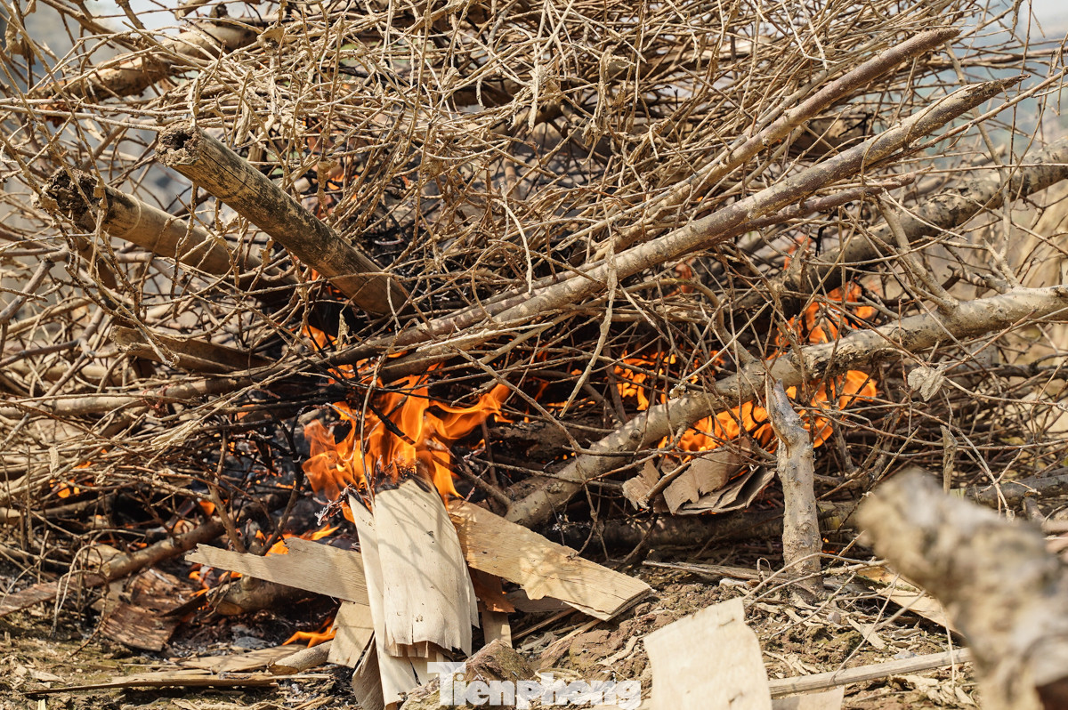 Từng cây đào bị đốt trong nỗi xót xa của người dân Nhật Tân.