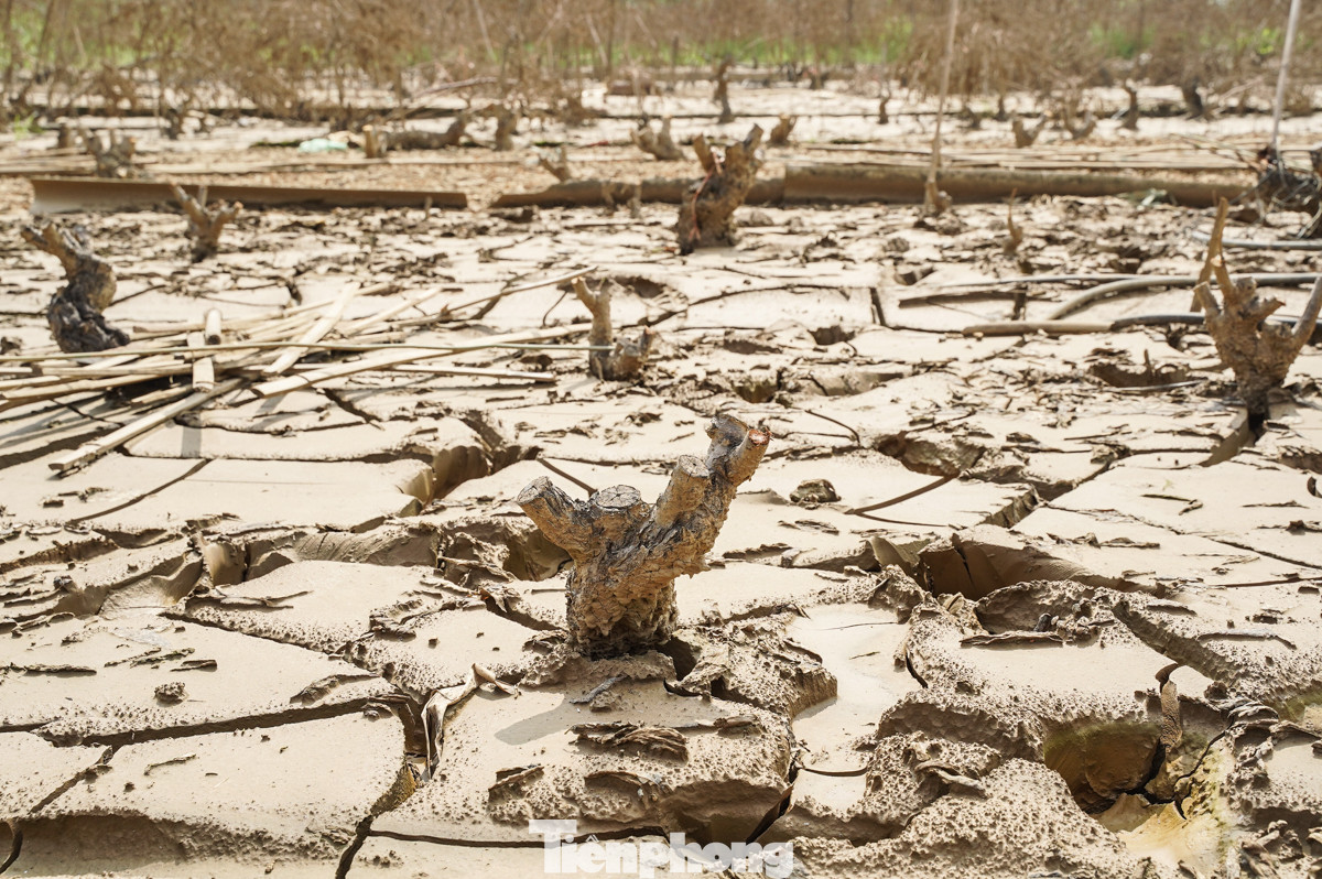 Thống kê của UBND phường Nhật Tân (quận Tây Hồ, Hà Nội), 40ha trồng đào của người dân (chiếm 50,3%) đã chết khô sau khi nước sông Hồng rút.