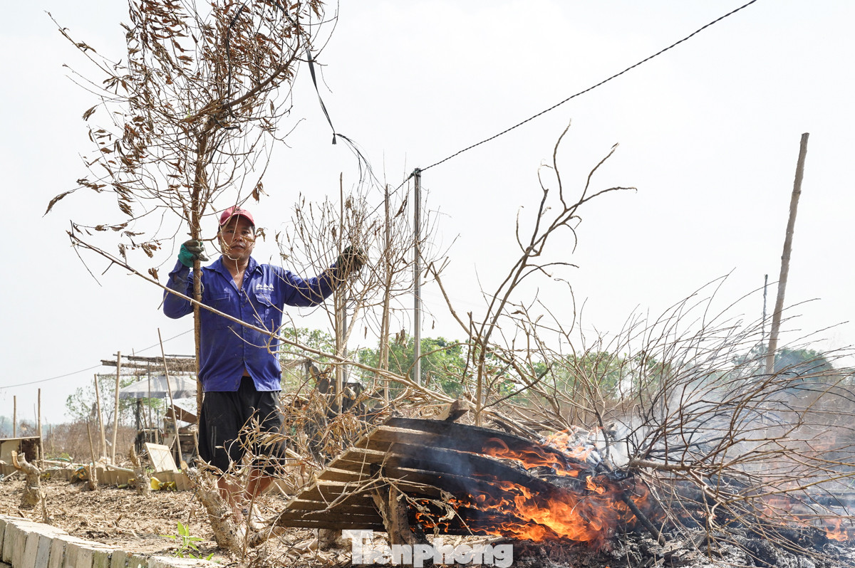 Nhiều chủ vườn trồng cây tại làng Nhật Tân cùng chung cảnh ngộ như gia đình, anh Sơn. "Nhìn từng cành cây mình chăm bẵm bao nhiêu ngày tháng giờ phải mang đi đốt, xót lắm", người đàn ông chia sẻ.