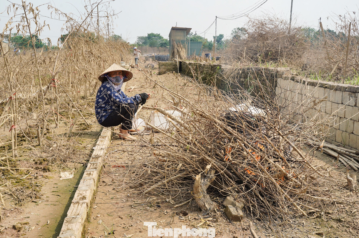 Bà Lâm Thị Liên cho biết, hôm nay trời nắng nên bà tranh thủ đến vườn dọn dẹp, đốt bỏ đào đã chết. "Tôi ở đây phải 50 năm rồi chưa chứng kiến cảnh ngập đến vậy, bây giờ thì chắc nhà tôi tranh thủ dọn dẹp vườn rồi trồng lại giống đào mới, giống cũ giờ chết hết phải qua tỉnh khác để mua".
