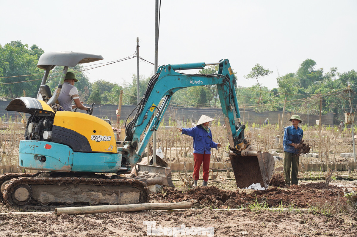 Dù thiệt hại nặng nề, người dân làng đào Nhật Tân vẫn không ngừng nỗ lực vực dậy. Nhiều gia đình đã thuê máy xúc đến xới đất để trồng vụ mới, quyết tâm giữ nghề đào truyền thống.